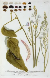 Phalangium de la Phytanthoza Iconographia de Johann Wilhelm Weinmann, 1737